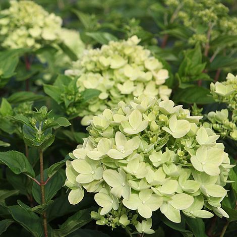 Hydrangea paniculata 'Little Lime'