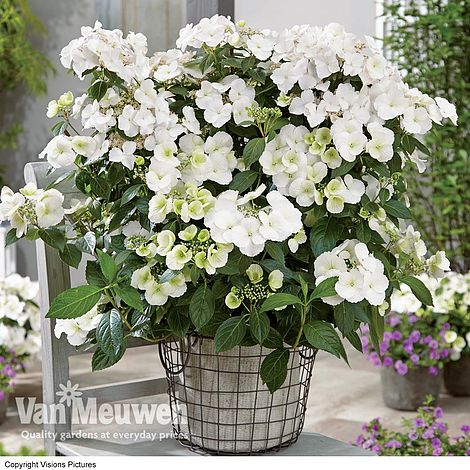 Hydrangea 'Runaway Bride'