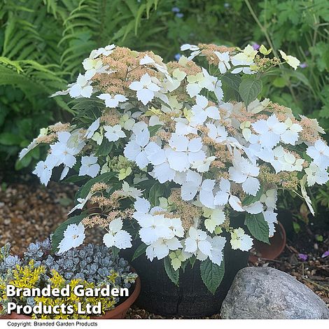 Hydrangea 'Cloud Nine'