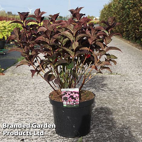 Hydrangea serrata 'Daredevil'