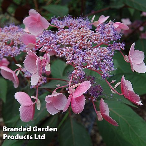 Hydrangea aspera 'Hot Chocolate'