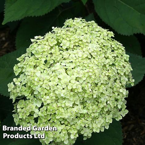 Hydrangea arborescens 'Lime Rickey'