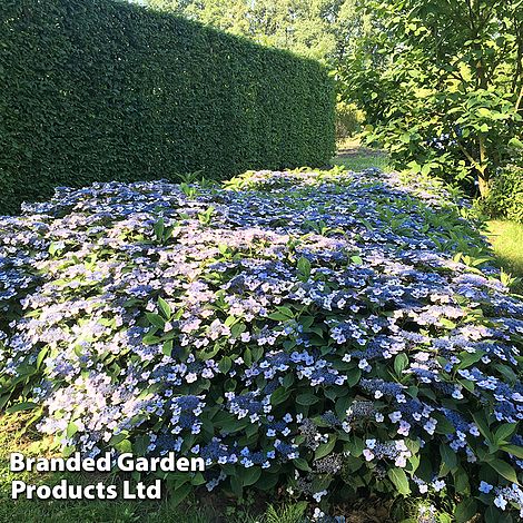 Hydrangea serrata 'Magic Pillow'