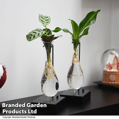 Hydroponic Cutting in Glass + Black Metal Stand with Light