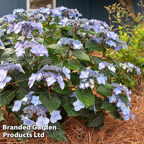 Hydrangea 'Endless Summer POP STAR'