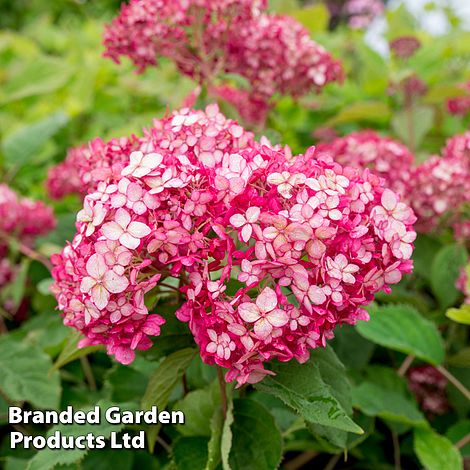 Hydrangea arborescens 'Ruby Annabelle'