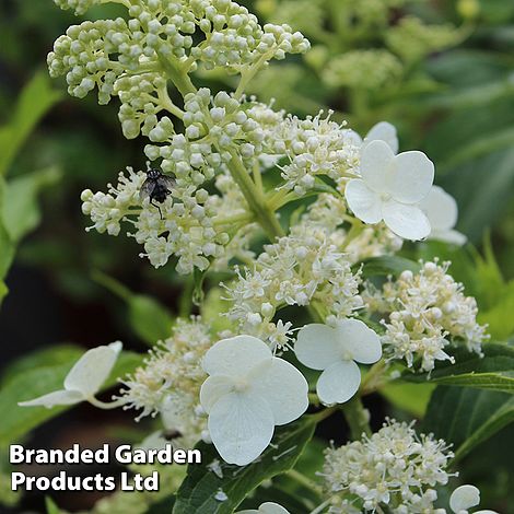 Hydrangea seemannii