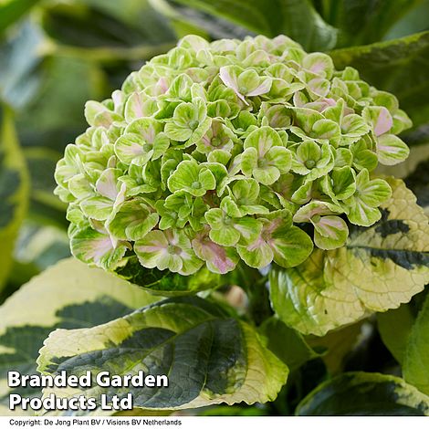 Hydrangea macrophylla 'Sunshine Amy'