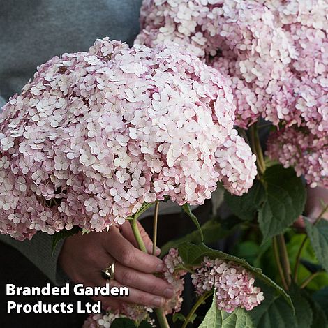 Hydrangea arborescens 'Sweet Annabelle'