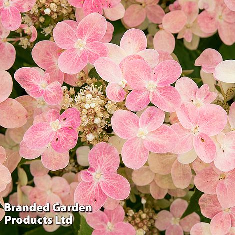 Hydrangea Paniculata 'Switch Ophelia'