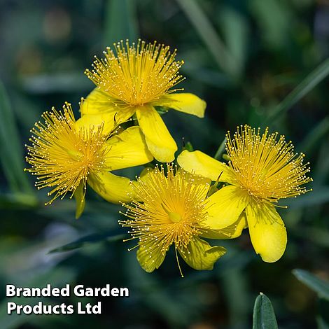 Hypericum 'Gemo'