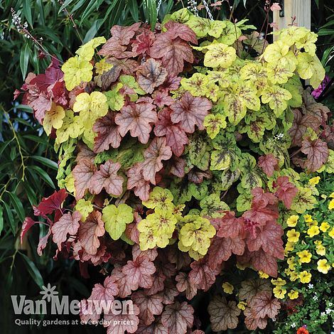 Heucherella Trailing Mix