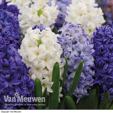 Hyacinth 'Rhapsody in Blue'