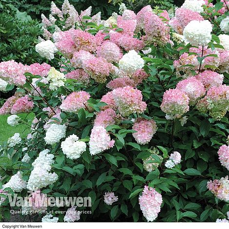 Hydrangea paniculata 'Vanille Fraise'