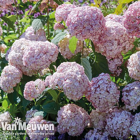 Hydrangea arborescens 'Candybelle® Bubblegum'