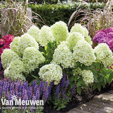 Hydrangea paniculata 'Little Spooky'