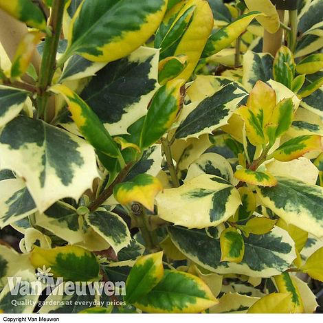 Holly 'Golden King'