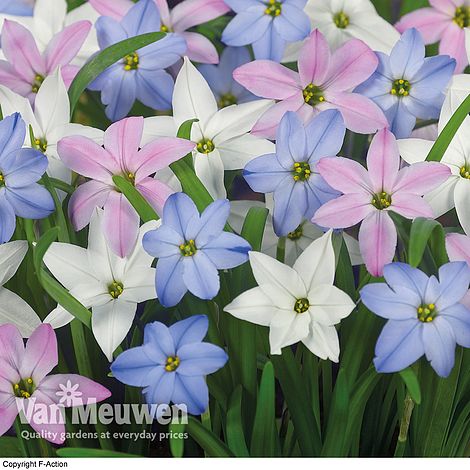 Ipheion 'Mixed'