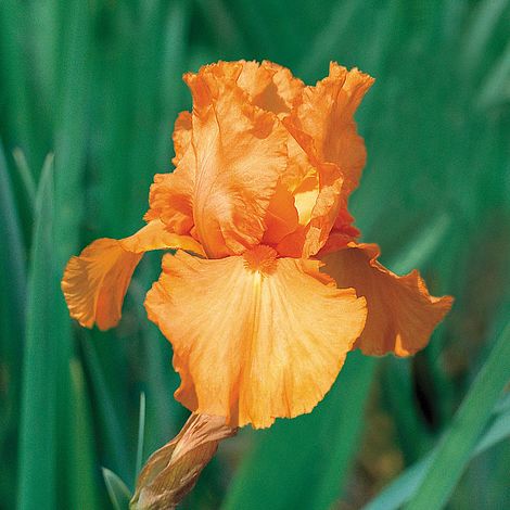 Iris 'Orange Harvest' (Fragrant)