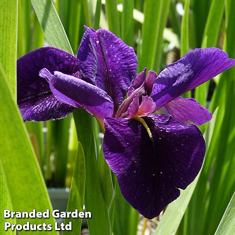 Iris 'Black Gamecock' (Marginal Aquatic)