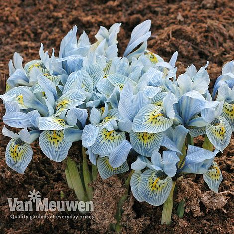 Iris 'Katharine Hodgkin'