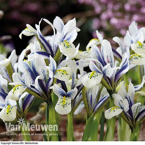 Iris 'Eyecatcher'