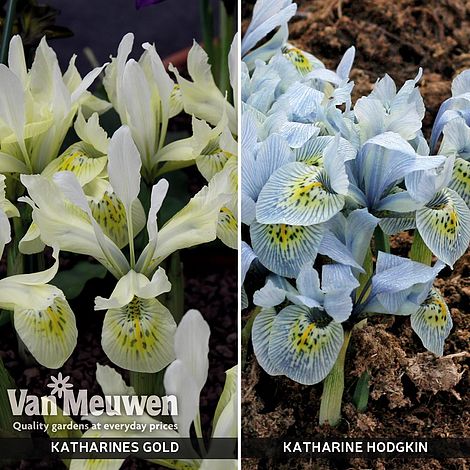 Iris Katharine's Collection