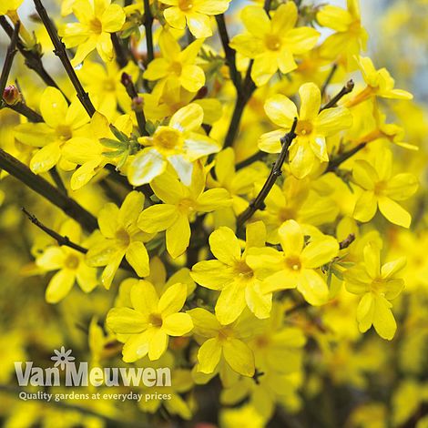 Jasminum nudiflorum