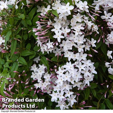 Jasminum x polyanthum 'Starry Starry Summer Night'