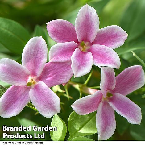 Jasminum x stephanense 'Starry Starry Summer Scent'