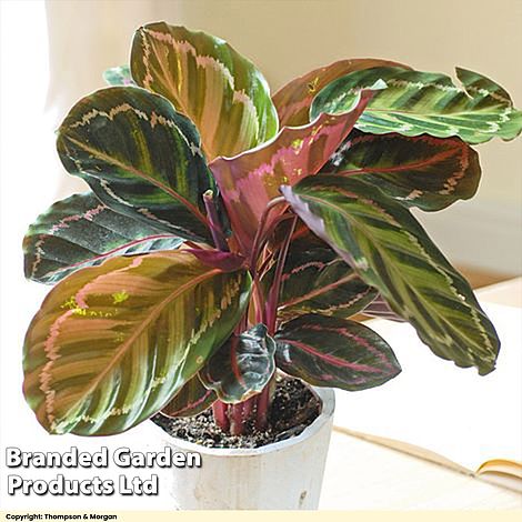 Calathea roseopicta 'Medallion' (House Plant)