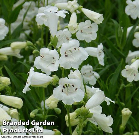 Penstemon 'White Bedder'