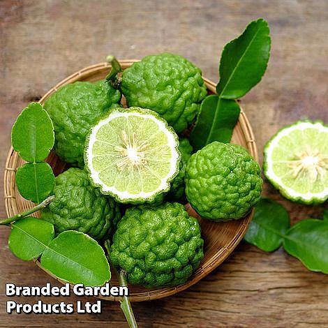 Kaffir Lime Citrus Plant