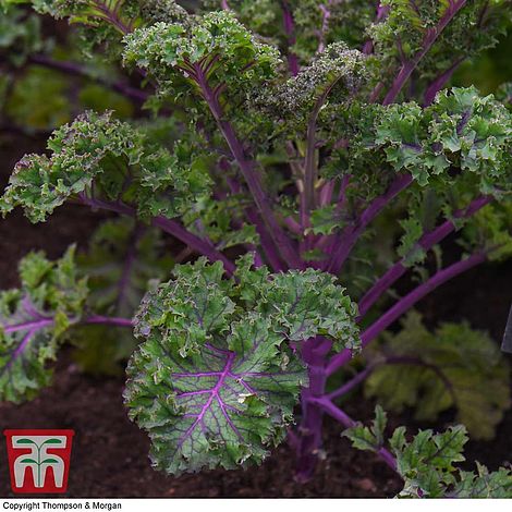 Kale 'Scarlet'