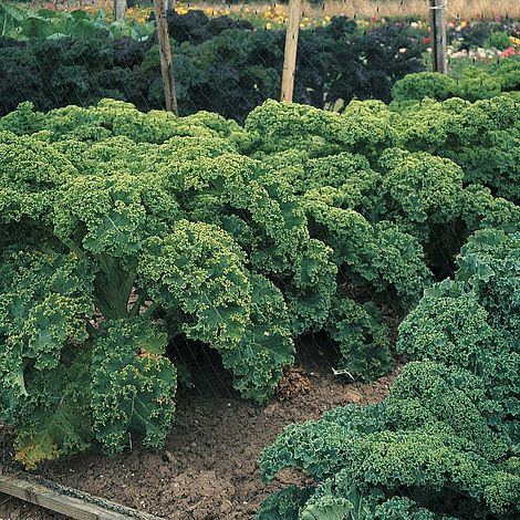 Kale 'Dwarf Green Curled'