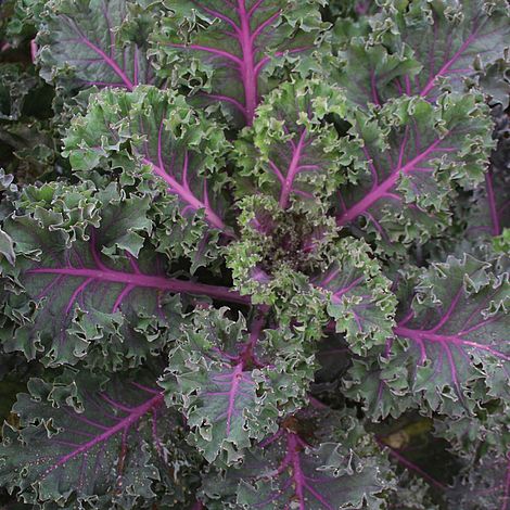 Kale 'Midnight Sun'