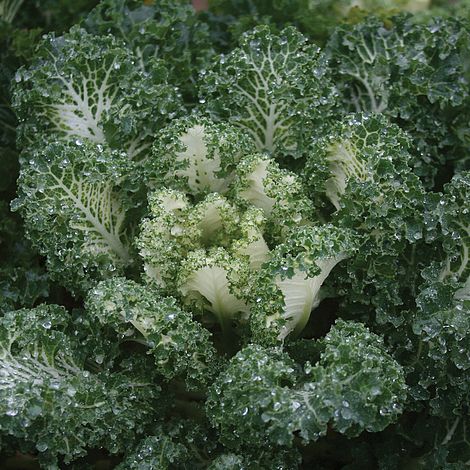 Kale 'Emerald Ice'