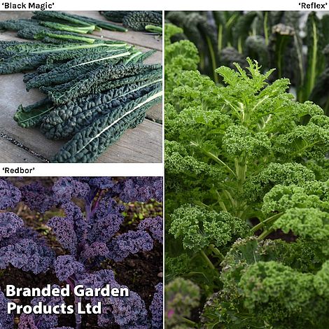 Kale Mixed Collection