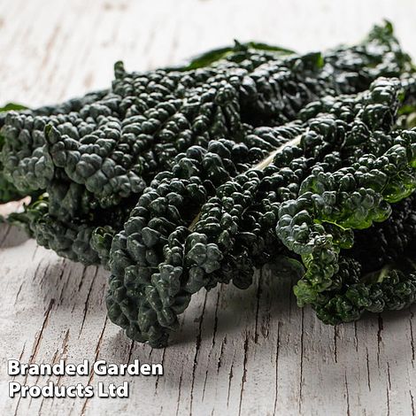 Kale 'Black'