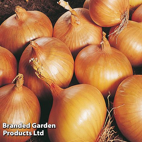 Onion Triple Pack (Autumn Planting)