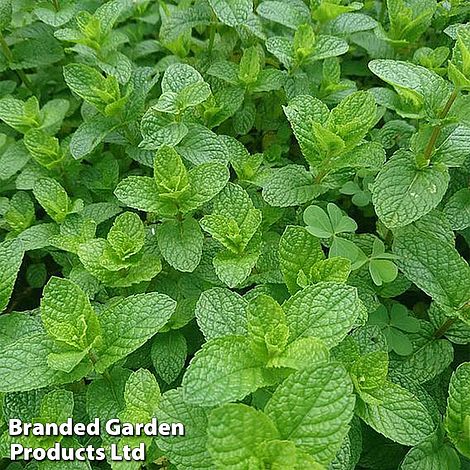 Garden Mint