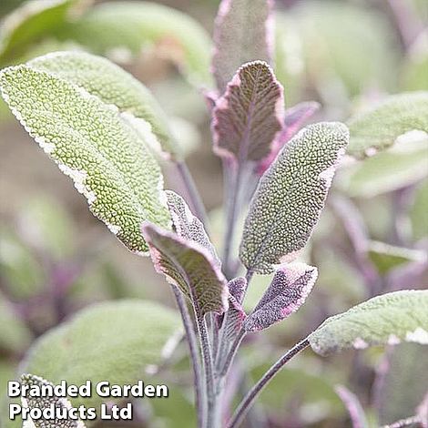 Sage 'Tricolour'