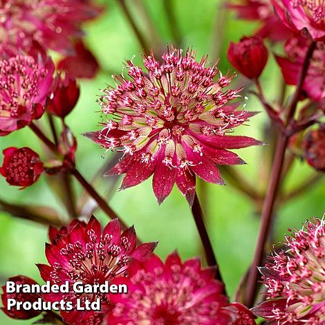 Astrantia Star of Love