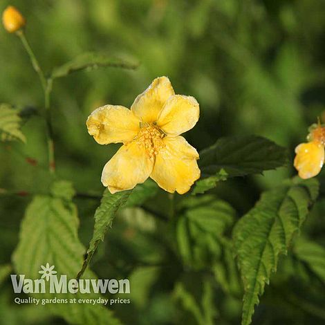 Kerria japonica 'Golden Guinea'