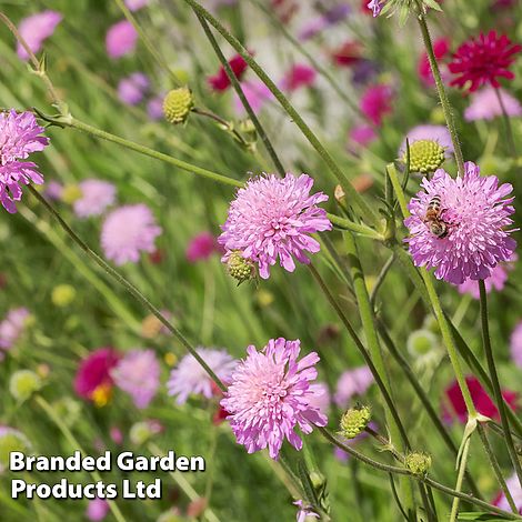 Knautia macedonica 'Melton Pastels'