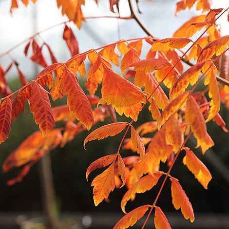 Koelreuteria paniculata