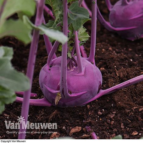 Kohl Rabi 'Kolibri' F1 Hybrid