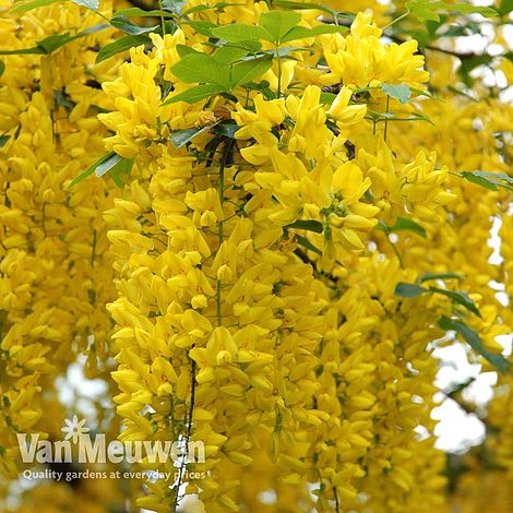 Laburnum anagyroides