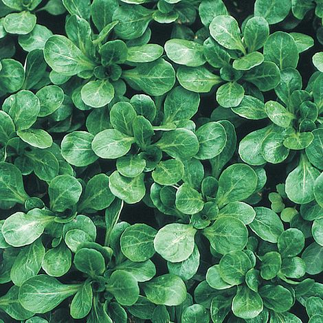 Lamb's Lettuce 'Favor'