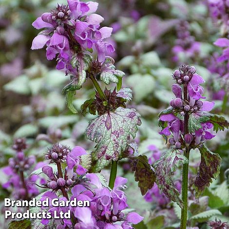 Lamium maculatum Beacon Silver